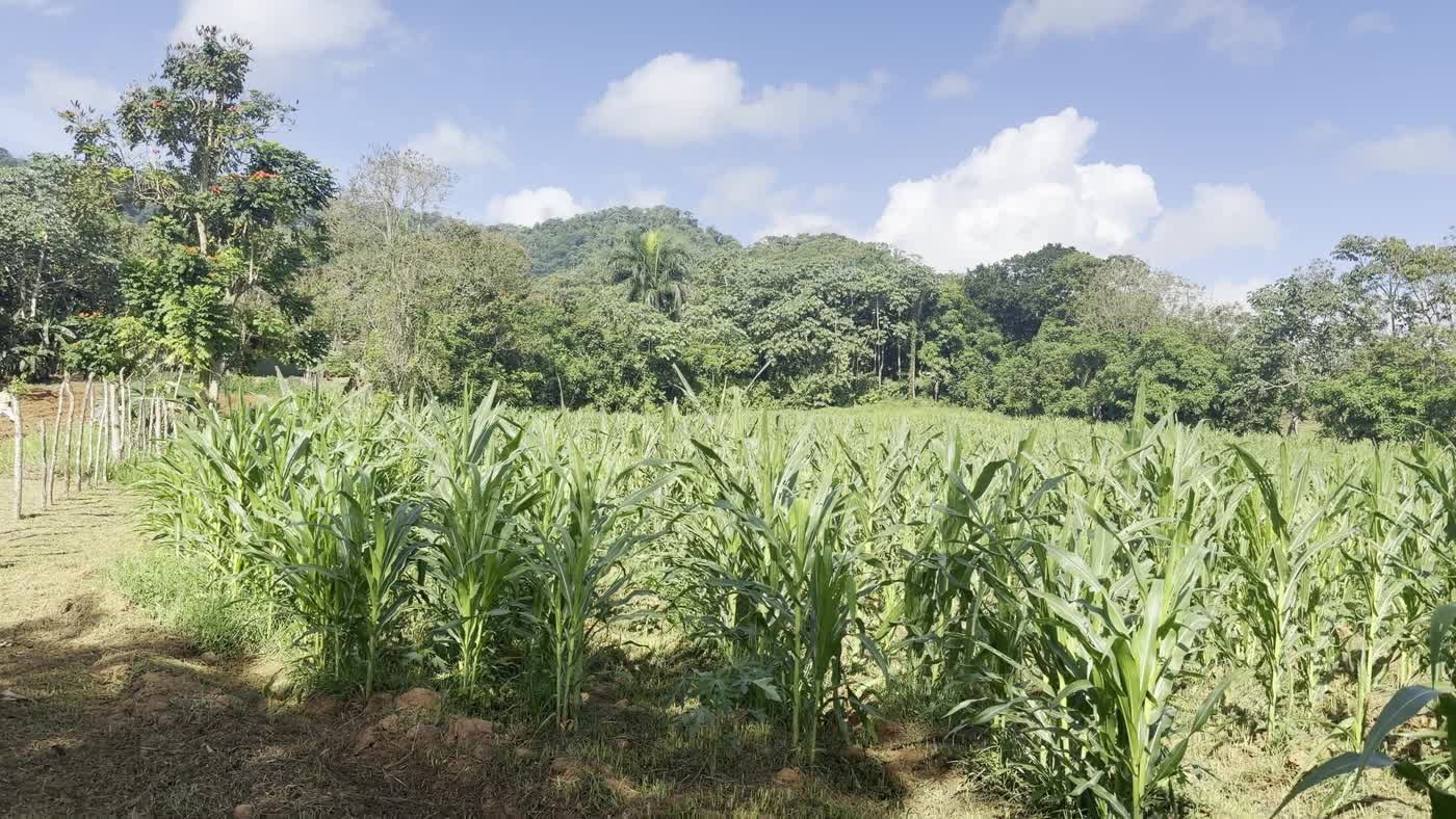 Campo de maíz creciendo en la finca